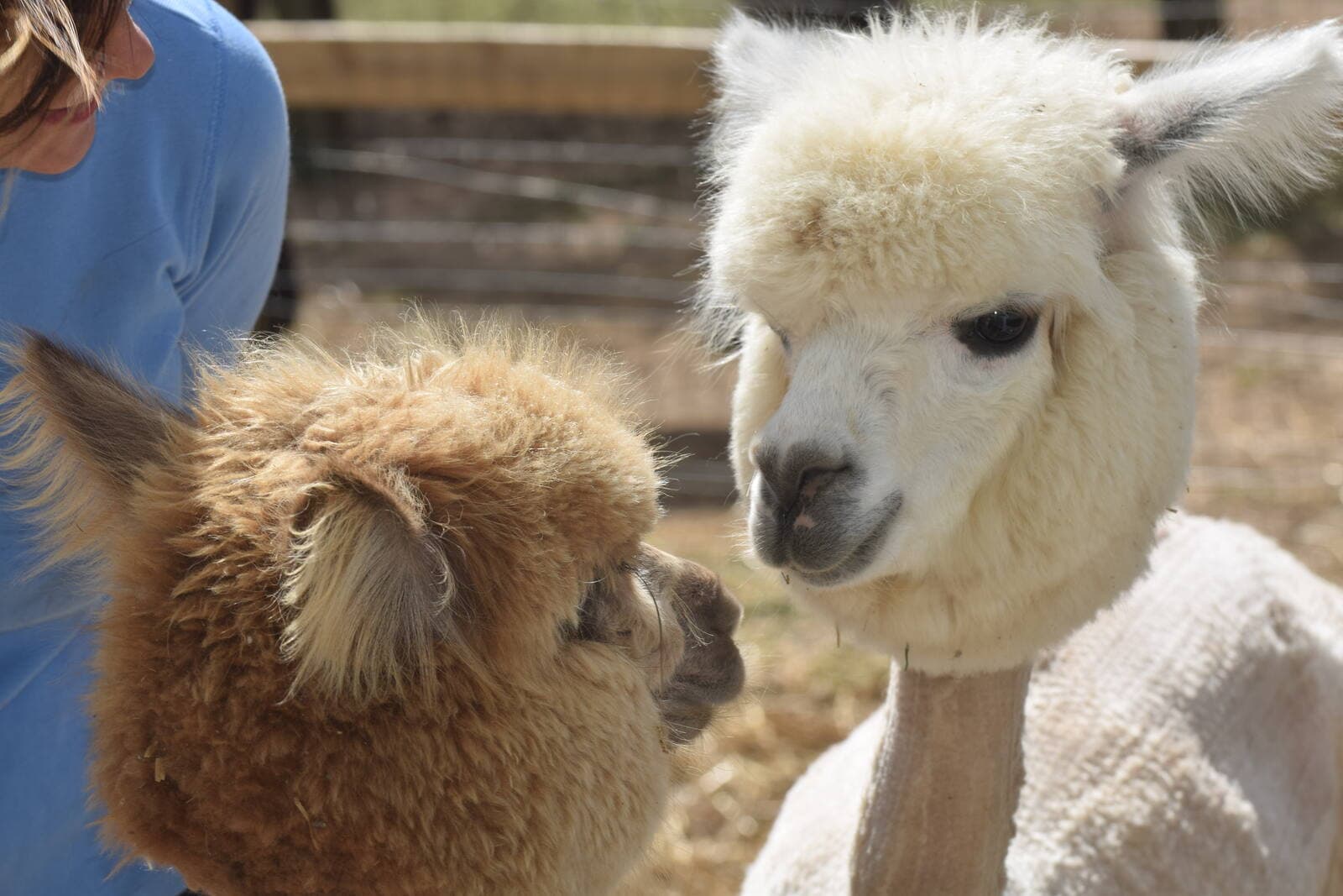 Two alpacas looking toward the camera