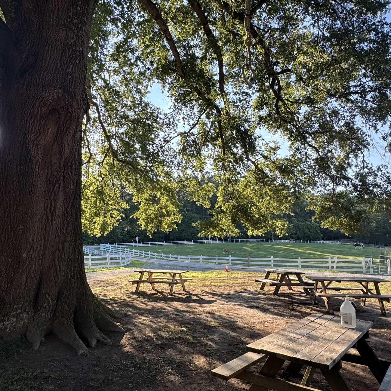 A broad oak shading picnic tables beside a white-fenced pasture with animals grazing