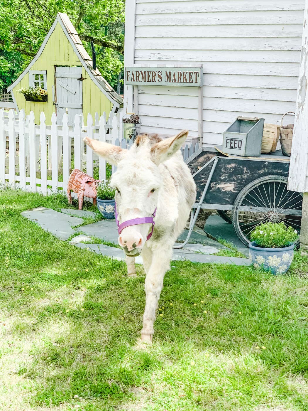 A white donkey in a purple halter beside a picket fence and a hand-painted farmer's market sign
